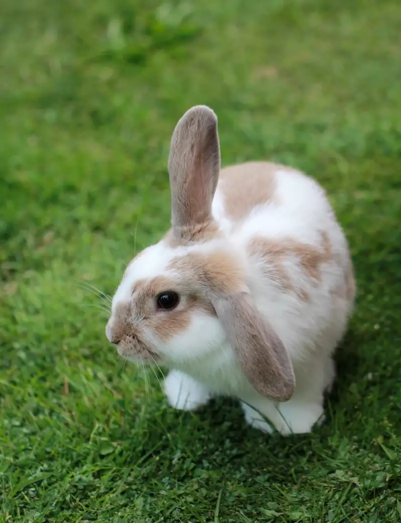 Lop-eared rabbit in the grass